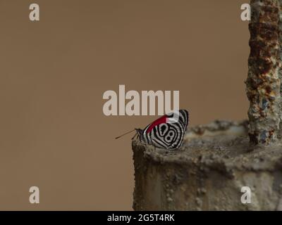 Closeup di ottantotto 88 farfalla (Diaethria anna) Podocarpus National Park, Ecuador. Foto Stock