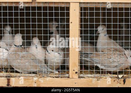 Colavale (Streptopelia decaocto), in una gabbia in vendita sul mercato Foto Stock