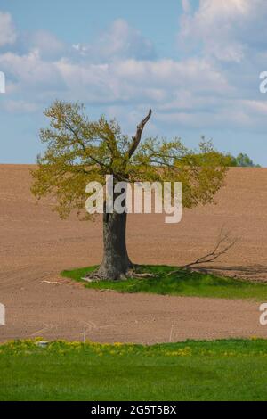 Quercia (Quercus spec.), quercia indipendente in un campo dopo un fulmine sciopero, Germania, Schleswig-Holstein, Depenau Foto Stock