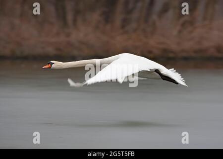 Cigno muto (Cygnus olor), in volo su un tratto d'acqua, Germania, Baviera Foto Stock