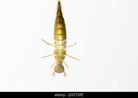 Dytiscio (Dytiscio dimidiatus), larva, cut-out, Germania, bassa Sassonia Foto Stock