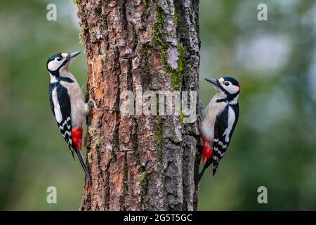 Grande picchio macchiato (Picoides Major, Dendrocopos Major), coppia ad un tronco di albero, Germania, Baviera Foto Stock