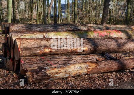 Pino scozzese, pino scozzese (Pinus sylvestris), tronchi di pino danneggiati giacenti su pali, Germania, Assia Foto Stock