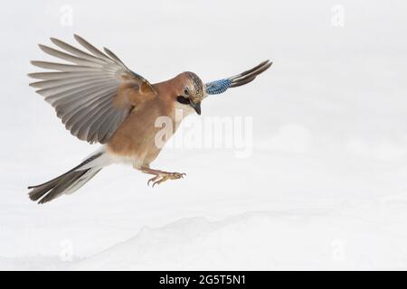 jay (Garrulus glandarius), atterraggio sulla neve, Germania, bassa Sassonia Foto Stock