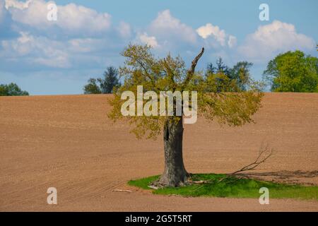 Quercia (Quercus spec.), quercia indipendente in un campo dopo un fulmine sciopero, Germania, Schleswig-Holstein, Depenau Foto Stock