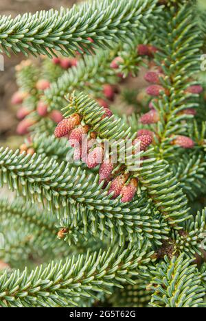 Abete spagnolo, Abete Hedgehog (Abies pinsapo 'Kelleriis', Abies pinsapo Kelleriis), ramo con coni giovani, cultivar Kelleriis Foto Stock