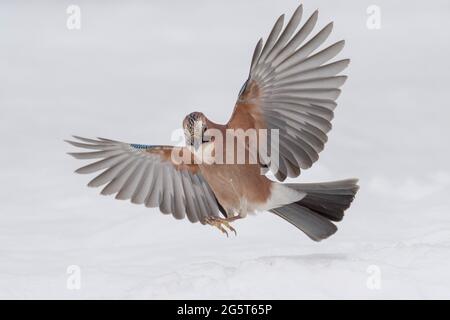 jay (Garrulus glandarius), atterraggio sulla neve, Germania, bassa Sassonia Foto Stock