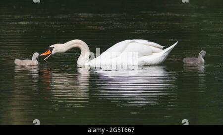 Cigno muto (Cygnus olor), adulto con due pulcini, Germania, Baviera Foto Stock