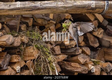 blackbird (Turdus merula), femmina in volo al nido con nidificazione materiale nel disegno di legge, Germania, Baviera Foto Stock