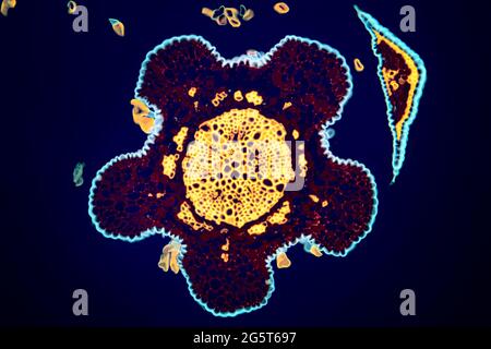 She-Oak (specifiche Casuarina), sezione trasversale di un ago Casuarina, microscopio ottico, immagine fluorescente Foto Stock