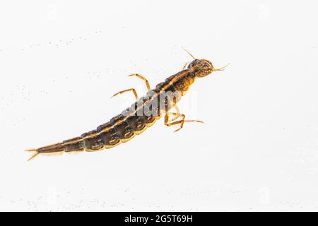 Dytiscio (Dytiscio dimidiatus), larva, cut-out, Germania, bassa Sassonia Foto Stock