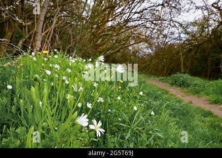 Stella di easterbell, maggiore stitchwort (Stellaria ologea), fioritura a lato del vialetto, Germania, Nord Reno-Westfalia Foto Stock