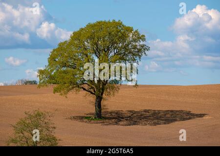 Rovere (Quercus spec.), quercia indipendente in un campo, Germania, Schleswig-Holstein, Depenau Foto Stock
