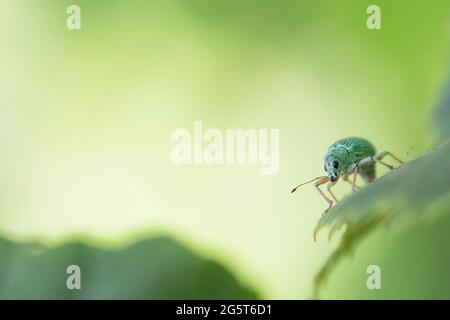 Verde immigrante foglie di weivil (Polydrusus formosus, Polydrusus sericeus), siede su una foglia, Germania, Baviera Foto Stock