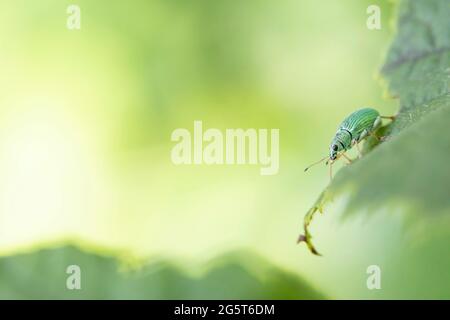 Verde immigrante foglie di weivil (Polydrusus formosus, Polydrusus sericeus), siede su una foglia, Germania, Baviera Foto Stock