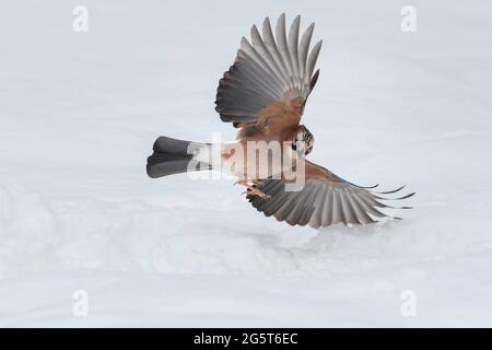 jay (Garrulus glandarius), atterraggio sulla neve, Germania, bassa Sassonia Foto Stock