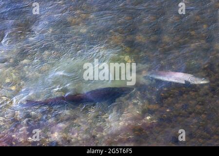 Salmone del Danubio, huchen (Hucho hucho), uova, milkner che sorvegliano la sculacciatrice femminile durante la costruzione della fossa per la riproduzione, Germania, Baviera, Inn Foto Stock