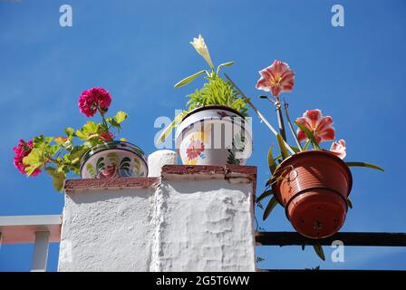 Piante di pottetd in fiore di fronte al cielo blu, Spagna, Andalusia Foto Stock