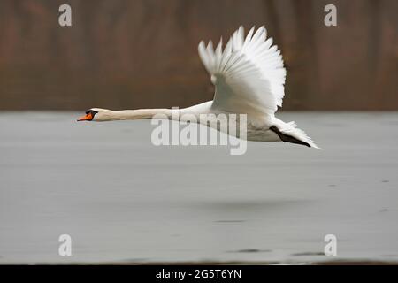 Cigno muto (Cygnus olor), in volo su un tratto d'acqua, Germania, Baviera Foto Stock