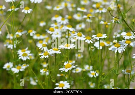 Matricaria recutita o camomilla Selvatica - pianta medicinale di valore. Concetto di medicina di erbe. Foto Stock