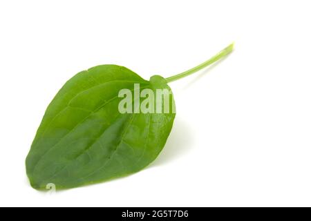 Foglia di plantain, pianta medicinale isolata su sfondo bianco Foto Stock