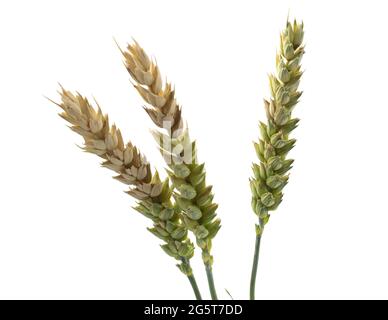 Spikelets di grano isolato su sfondo bianco. Problemi con la maturazione dello spikelet, grani dolorosi, raccolto povero Foto Stock