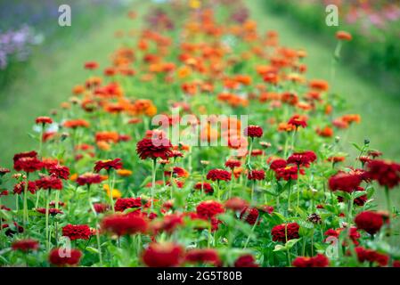 Fiori Zinnia in fiore nel giardino Foto Stock