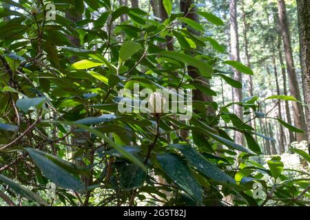 Germoglio fiorito su un cespuglio di Rhododendron in una vecchia foresta di crescita Foto Stock