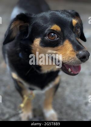 Primo piano di un piccolo cane di razza mista nero e abbronzato, con gli occhi e la bocca leggermente aperti su una superficie di cemento Foto Stock