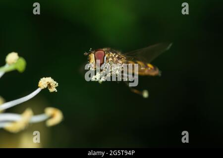 Volata (mosca sciropposa) ricoperta di polline che si nasconde di fronte a un fiore di nido d'ape Foto Stock