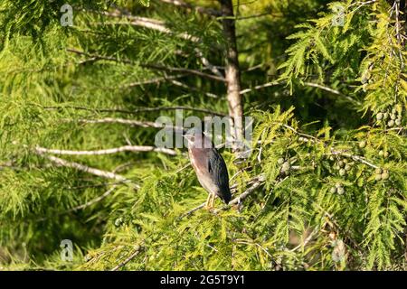 Cucciolata adulto verde airone guado uccello Butorides virescens perches in un albero verde a Napoli, Florida Foto Stock