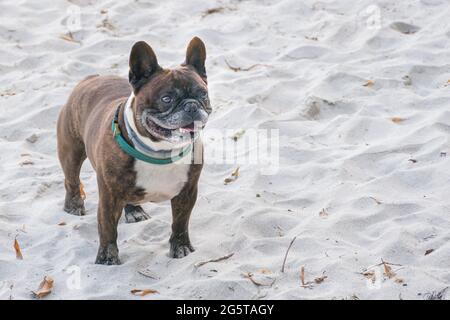 cane da corrida francese in piedi testa-on nella sabbia sulla spiaggia all'aperto nella luce del giorno Foto Stock