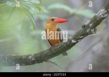 un martin pescatore con alinghe brune che mostra la sua bellezza Foto Stock