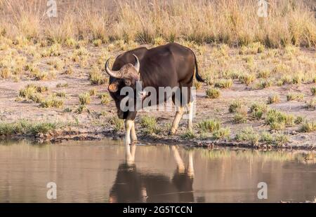 Indian Bison conosciuto anche come Gaur nella foresta di Tadoba nell'India occidentale. Foto Stock