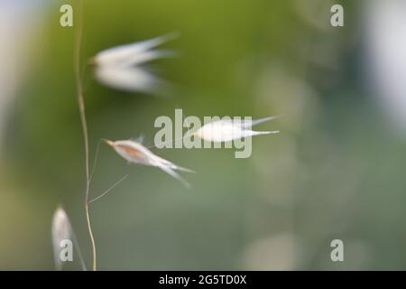 Avena selvatica - avena fatua Foto Stock