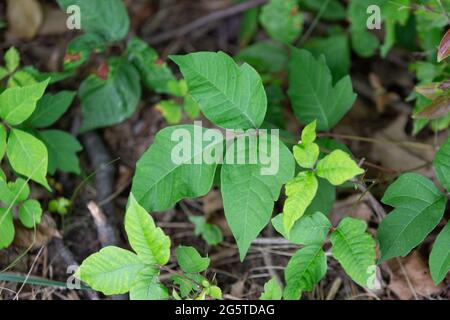 Poison Ivy cresce a Fort Wayne, Indiana, Stati Uniti. Foto Stock