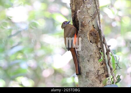 un bellissimo trogon rosso che mostra la sua bellezza Foto Stock