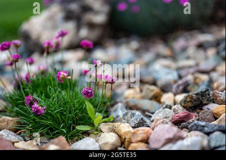 Fuoco selettivo su un singolo tegole che si nasconde in un cerotto di fiori decorativi Foto Stock