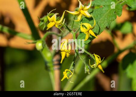 Macro vista di fiori gialli emergenti su una vite verde di una pianta di pomodoro in una giornata di sole luminoso Foto Stock