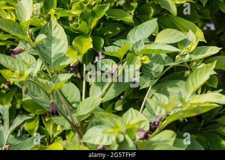 Ombra mortale, Belladonna (Atropa belladonna) Foto Stock