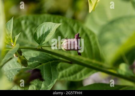 Ombra mortale, Belladonna (Atropa belladonna) Foto Stock