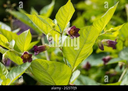 Ombra mortale, Belladonna (Atropa belladonna) Foto Stock