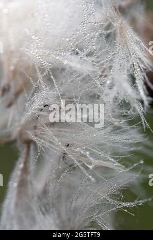 Bella acqua di rugiada gocce su paracadute dente di leone macro. Sfondo verde tenue. Spazio di copia. Messa a fuoco morbida sulle gocce d'acqua. Foto Stock