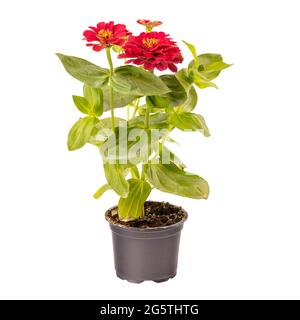 Bel fiore rosa zinnia in vaso isolato su sfondo bianco Foto Stock