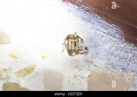 riprese macro di campioni di roccia naturale. Cristallo grezzo di pietra di quarzo giallo di Citrine dal Brasile. Sfondo oro scintillante. Foto di alta qualità Foto Stock