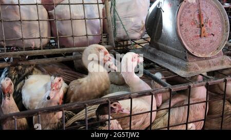 Carne fresca Live Ducks in Cage a Klong Toey Market all'ingrosso mercato umido Bangkok Thailandia più grande centro di distribuzione alimentare nel sud-est asiatico Foto Stock