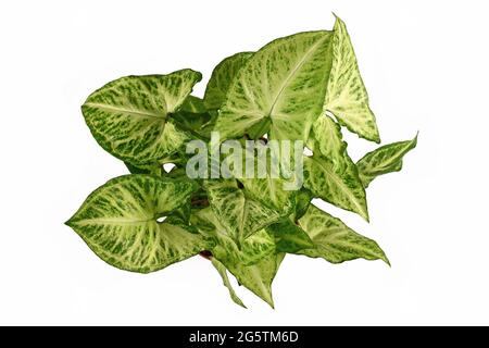 Vista dall'alto della pianta tropicale della 'freccia di Podophyllum di Syngonium' isolata su sfondo bianco Foto Stock