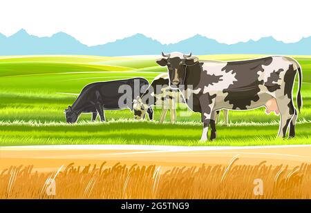 Una mandria di mucche pazza tra le colline rurali. Pascoli. Prati e campi di grano. Paesaggio rustico villaggio. Lavori agricoli. Isolato su sfondo bianco Illustrazione Vettoriale