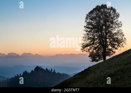 Sommerlinde auf der Lüderenalp (Oberrafrütig) am 20.10.18. Foto Stock
