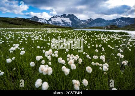 Betrieb von Scheuchzers Wollgras (Eriophorum scheuchzeri) am Berlinapass in der Gemeinde Pontresina am 18.07.20. Foto Stock